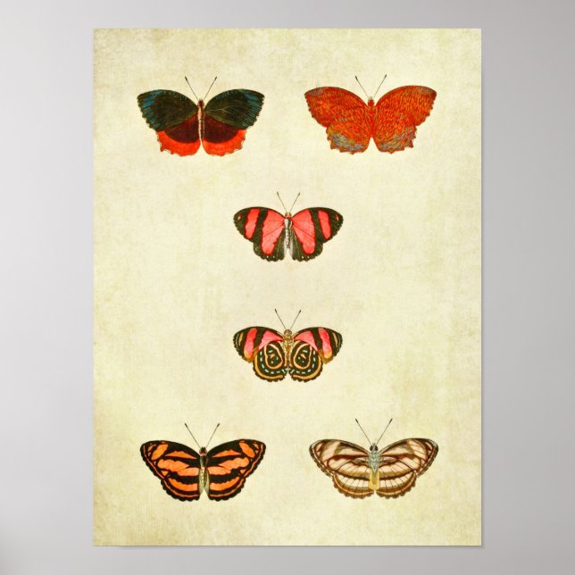 Vintage Butterfly Print 256 (Front)