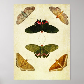 Vintage Butterfly Print 269