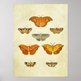 Vintage Butterfly Print 272