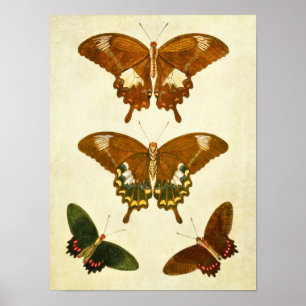 Vintage Butterfly Print 278