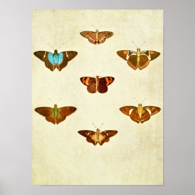 Vintage Butterfly Print 284 (Front)