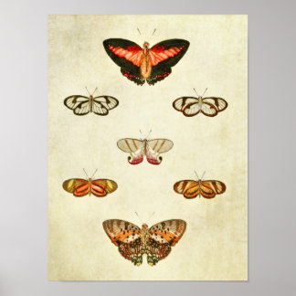 Vintage Butterfly Print 315