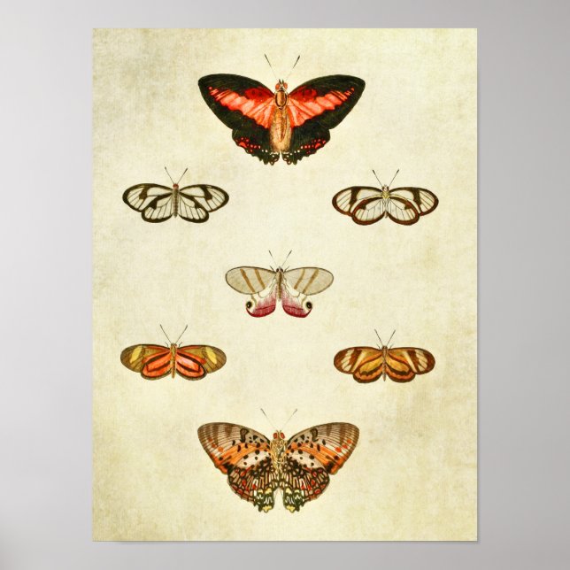 Vintage Butterfly Print 315 (Front)