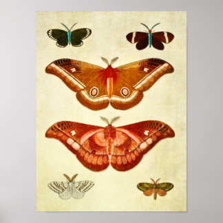 Vintage Butterfly Print 322