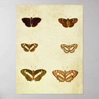 Vintage Butterfly Print 328