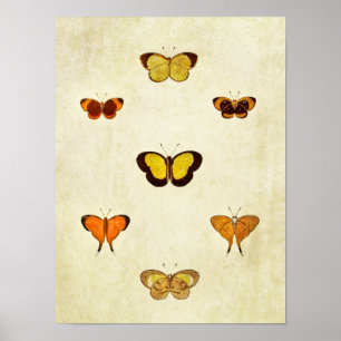 Vintage Butterfly Print 331