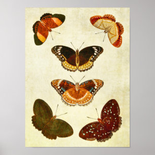 Vintage Butterfly Print 349