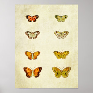 Vintage Butterfly Print 351