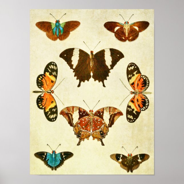 Vintage Butterfly Print 364 (Front)
