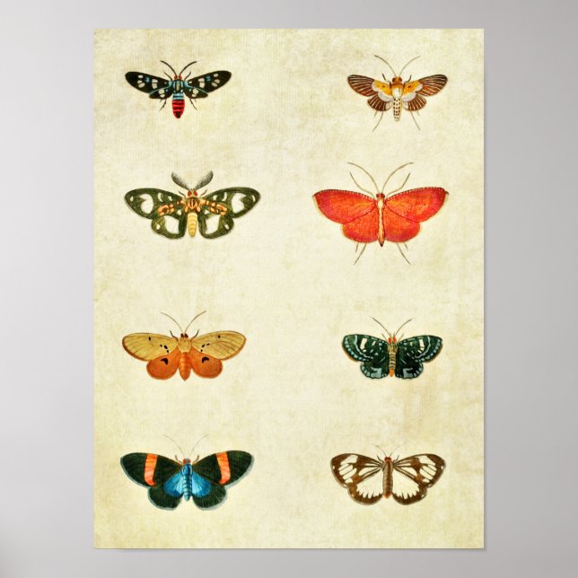 Vintage Butterfly Print 368 (Front)