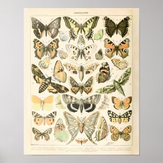Vintage Butterfly Print - Adolphe Millot Poster (Front)
