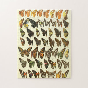 Vintage Butterfly Species Diagram Jigsaw Puzzle