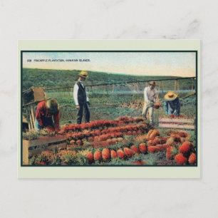 Vintage c 1900 Pineapple plantation Hawaii Postcard