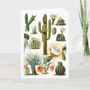 Vintage Cactus Chart Postcard