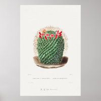 Vintage Cactus Illustration