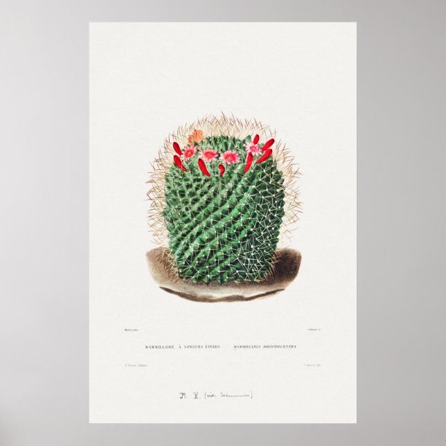 Vintage Cactus Illustration Poster (Front)