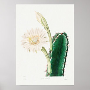 Vintage Cactus Illustration Poster
