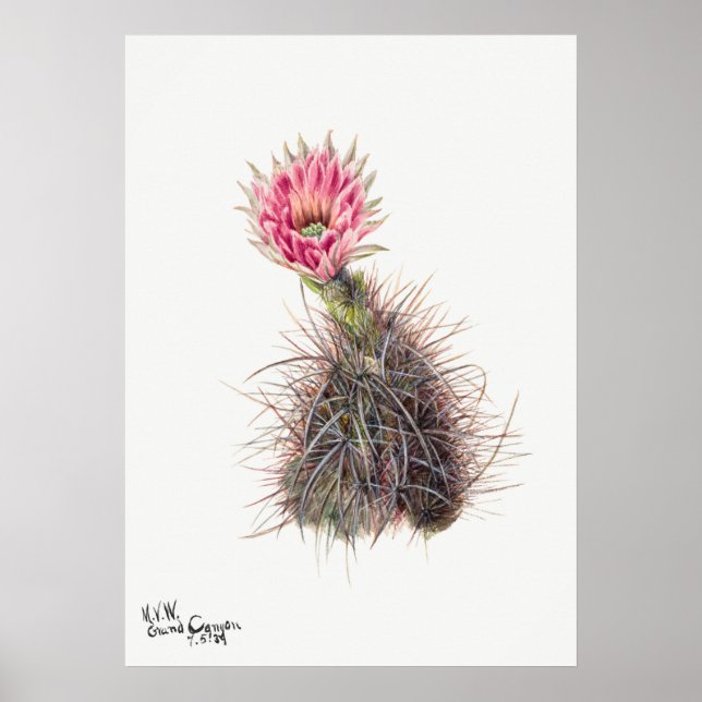 Vintage Cactus Illustration Poster (Front)