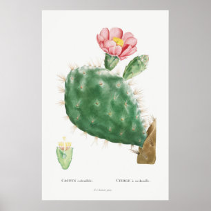 Vintage Cactus Illustration Poster