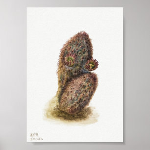 Vintage Cactus Illustration Poster
