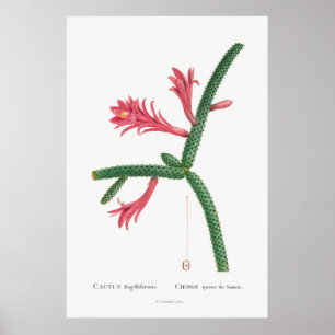 Vintage Cactus Illustration Poster