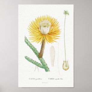 Vintage Cactus/succulent Illustration Poster