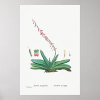Vintage Cactus/Succulent Illustration