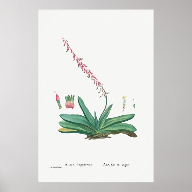 Vintage Cactus/Succulent Illustration Poster (Front)
