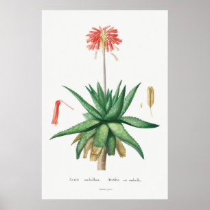 Vintage Cactus/Succulent Illustration Poster