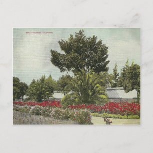 Vintage California Postcard