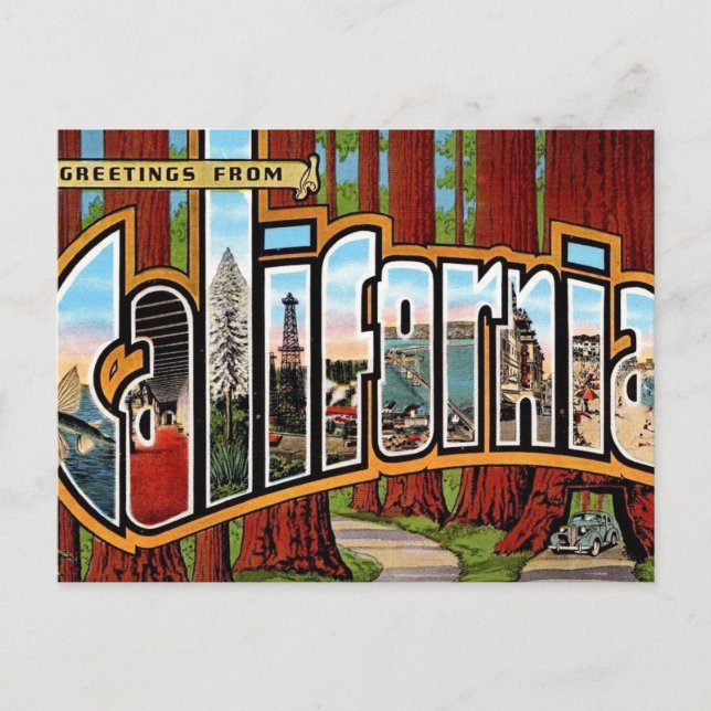 Vintage California Redwoods Postcard (Front)