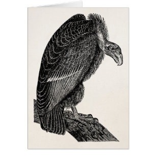 Vintage Californian Vulture Bird - Birds Template