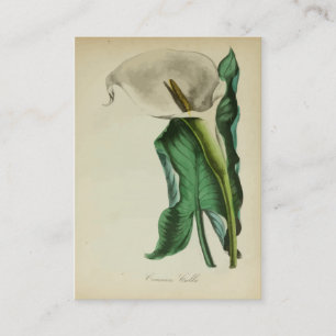 Vintage Calla Lily Flower   Botanical Watercolor Business Card