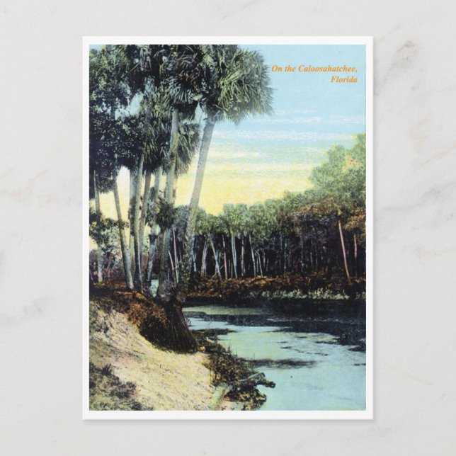 Vintage Caloosahatchee River Florida Postcard (Front)