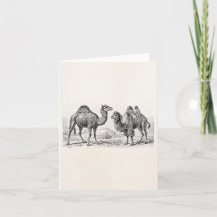 Vintage Camel Illustration - Retro Antique Camels Card