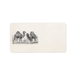 Vintage Camel Illustration - Retro Antique Camels Label