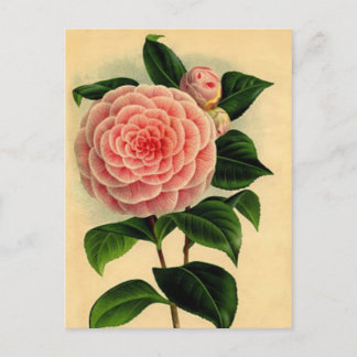 Vintage Camellia Floral Postcard - Pretty Pink