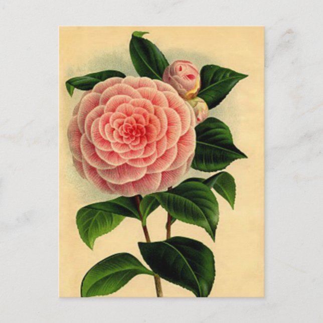 Vintage Camellia Floral Postcard - Pretty Pink (Front)