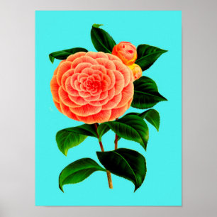 Vintage Camellia Flower Poster