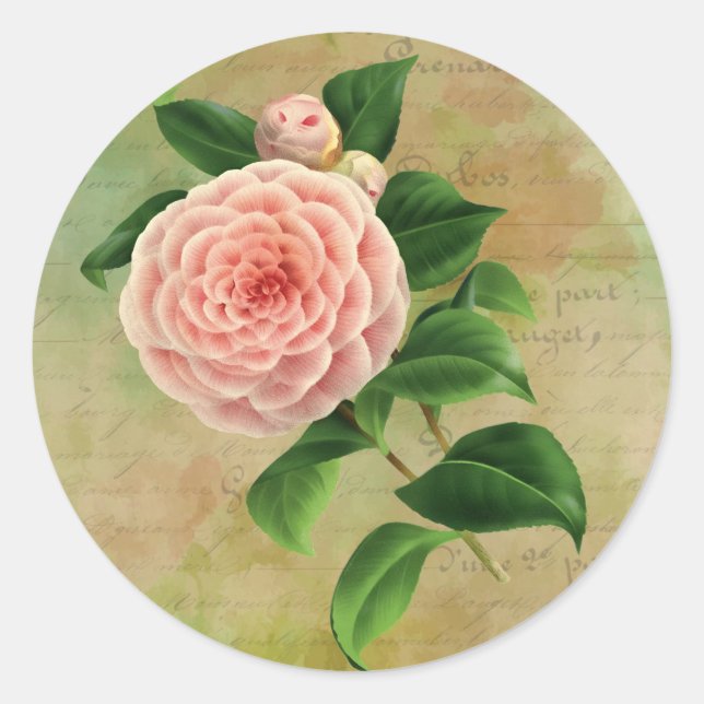 Vintage Camellia French Botanical Classic Round Sticker (Front)