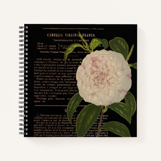 Vintage Camellia Virginia Franco Black  Notebook (Front)
