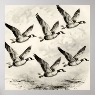 Vintage Canada Geese in Flight Engraving Poster
