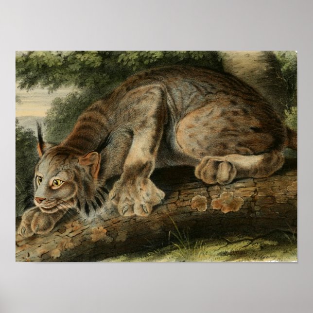Vintage Canadian Lynx Illustration Poster (Front)