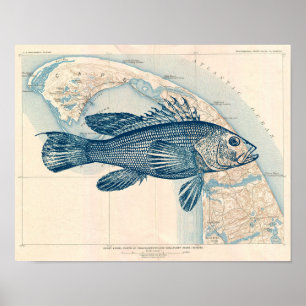 Vintage Cape Cod map with Sea bass Poster