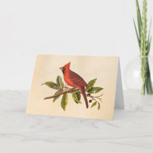 Vintage Cardinal Song Bird Illustration - 1800's Card