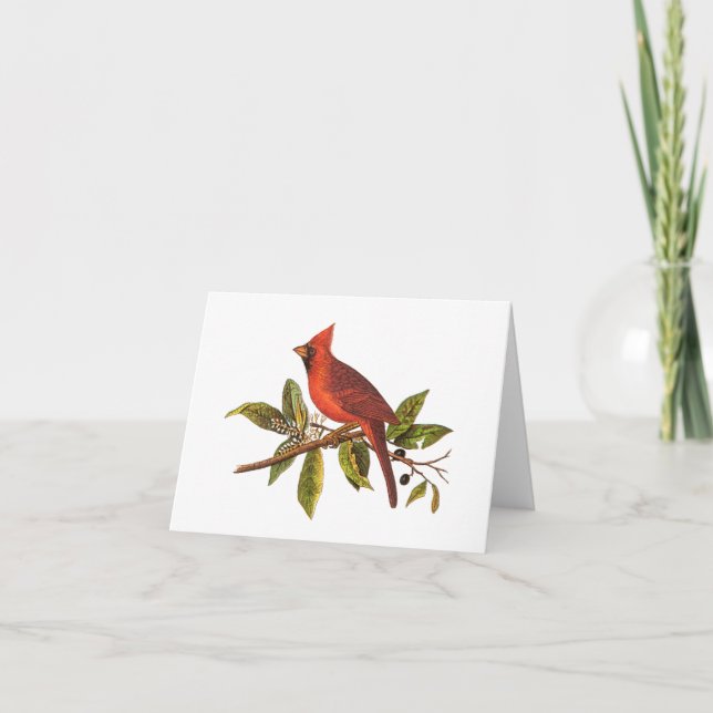 Vintage Cardinal Song Bird Illustration - 1800's Card (Front)