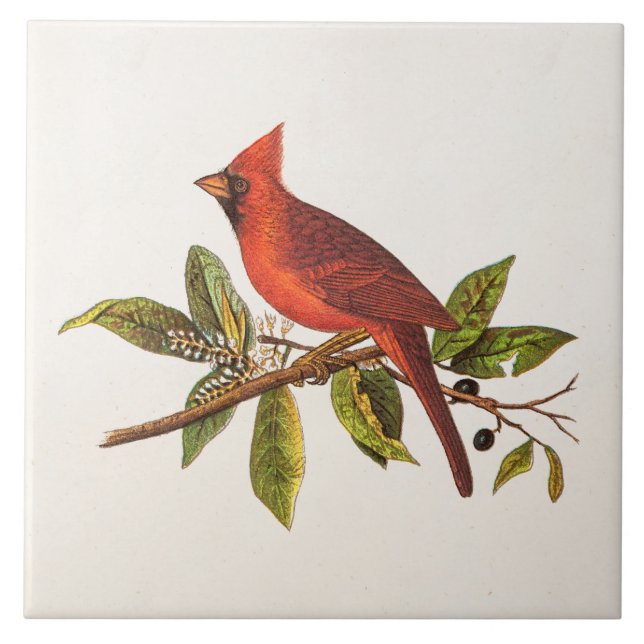 Vintage Cardinal Song Bird Illustration - 1800's Tile (Front)