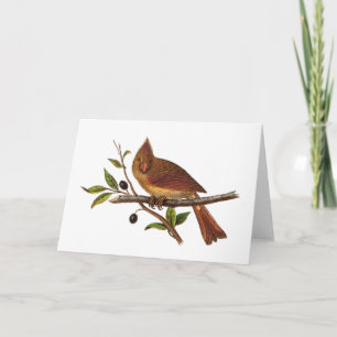 Vintage Cardinal Song Bird Illustration - Female Card