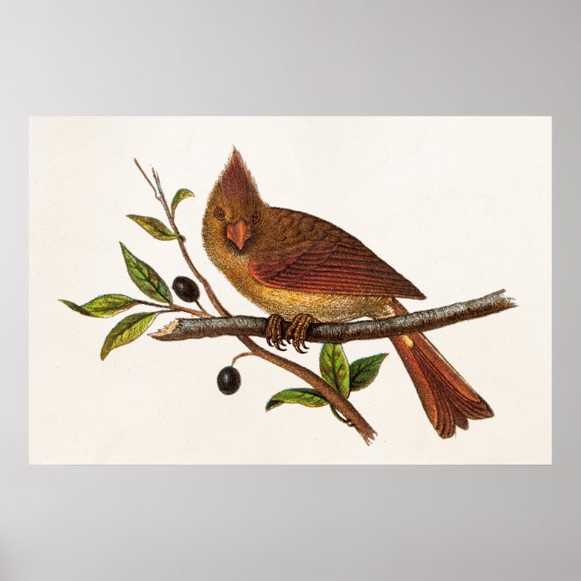 Vintage Cardinal Song Bird Illustration - Female Poster (Front)