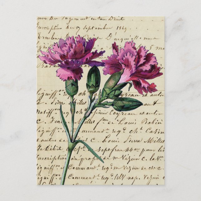 vintage carnation postcard (Front)